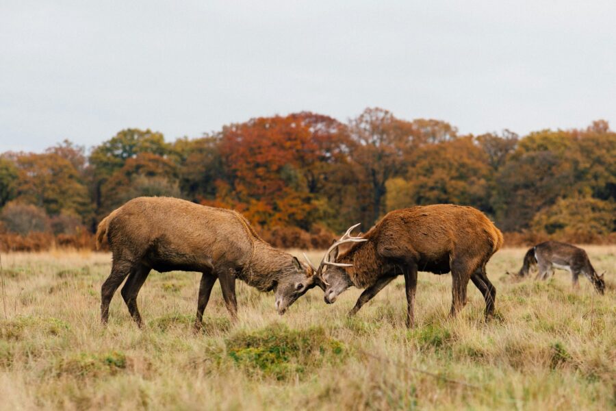 This picture shows two stags fighting in Richmond Park